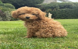 Toy Poodle dogs for sale: 5 month old toy poodle  - Image 5