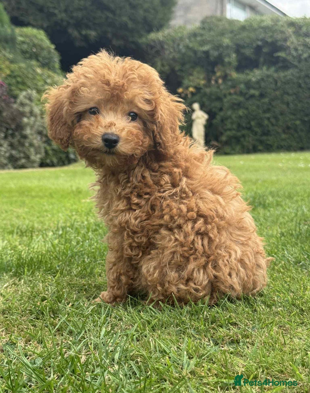 Toy Poodle dogs for sale: 5 month old toy poodle  - Image 5