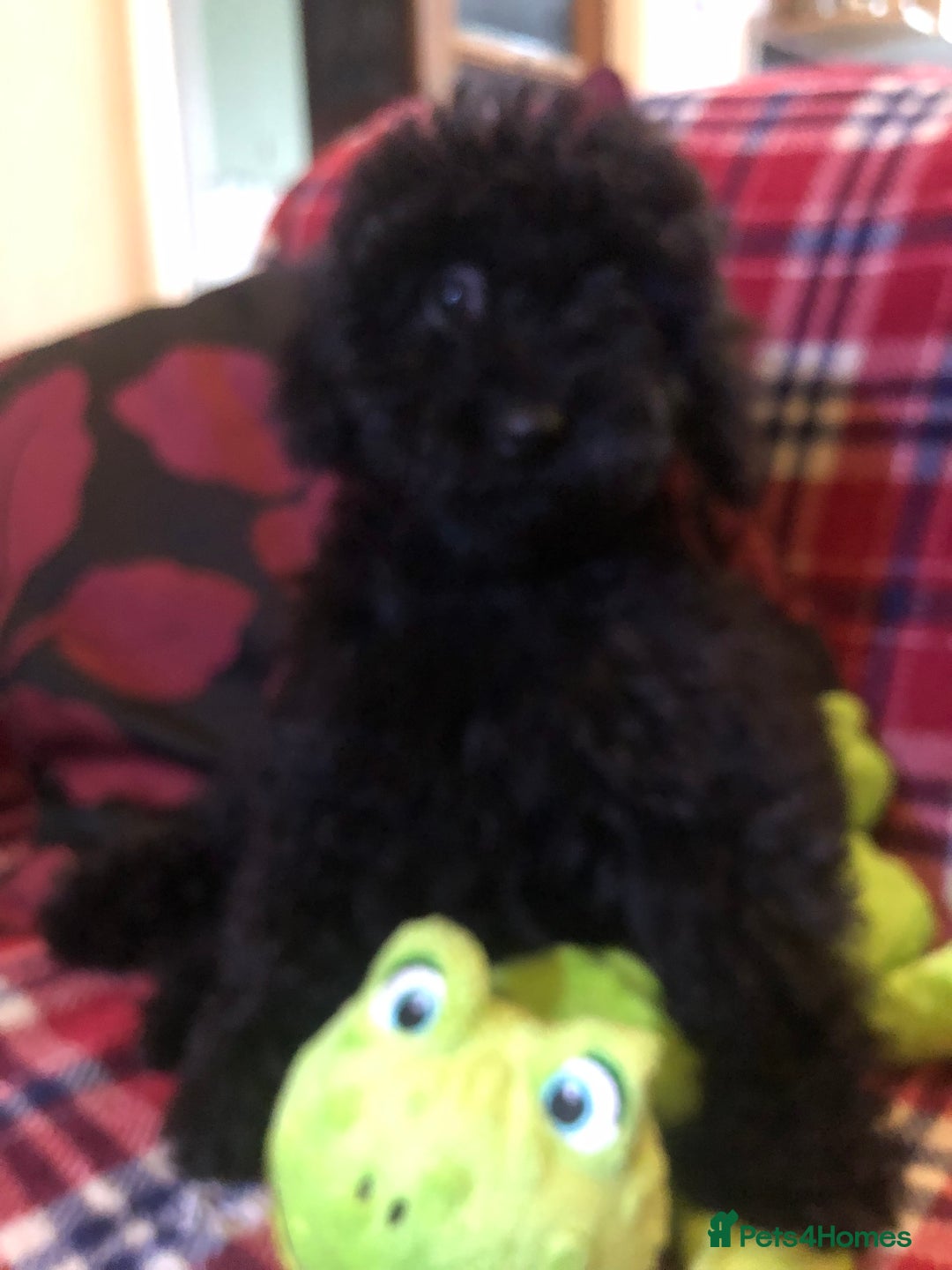 Cockapoo dogs for sale: Cockapoo puppies for sale  - Advert 4