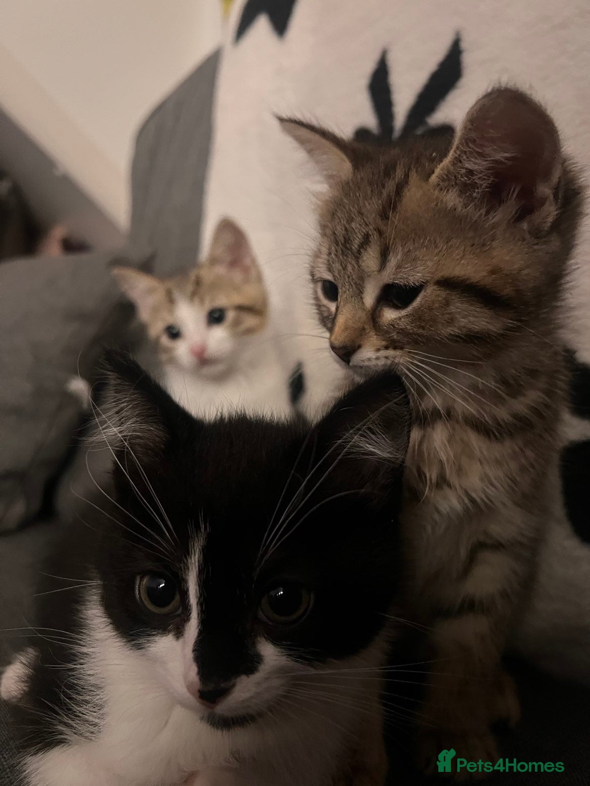 Mixed Breed cats 3 Beautiful Kittens - Advert 1