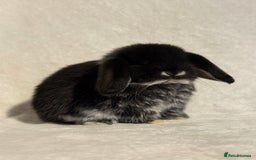 Mini Lop rabbits for sale: Pure mini lop babies to reserve  - Image 7