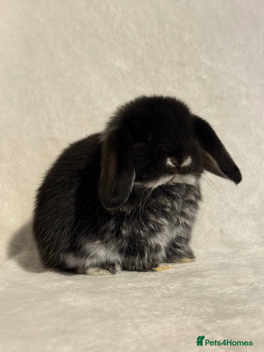 Mini Lop rabbits for sale: Pure mini lop babies to reserve  - Image 7