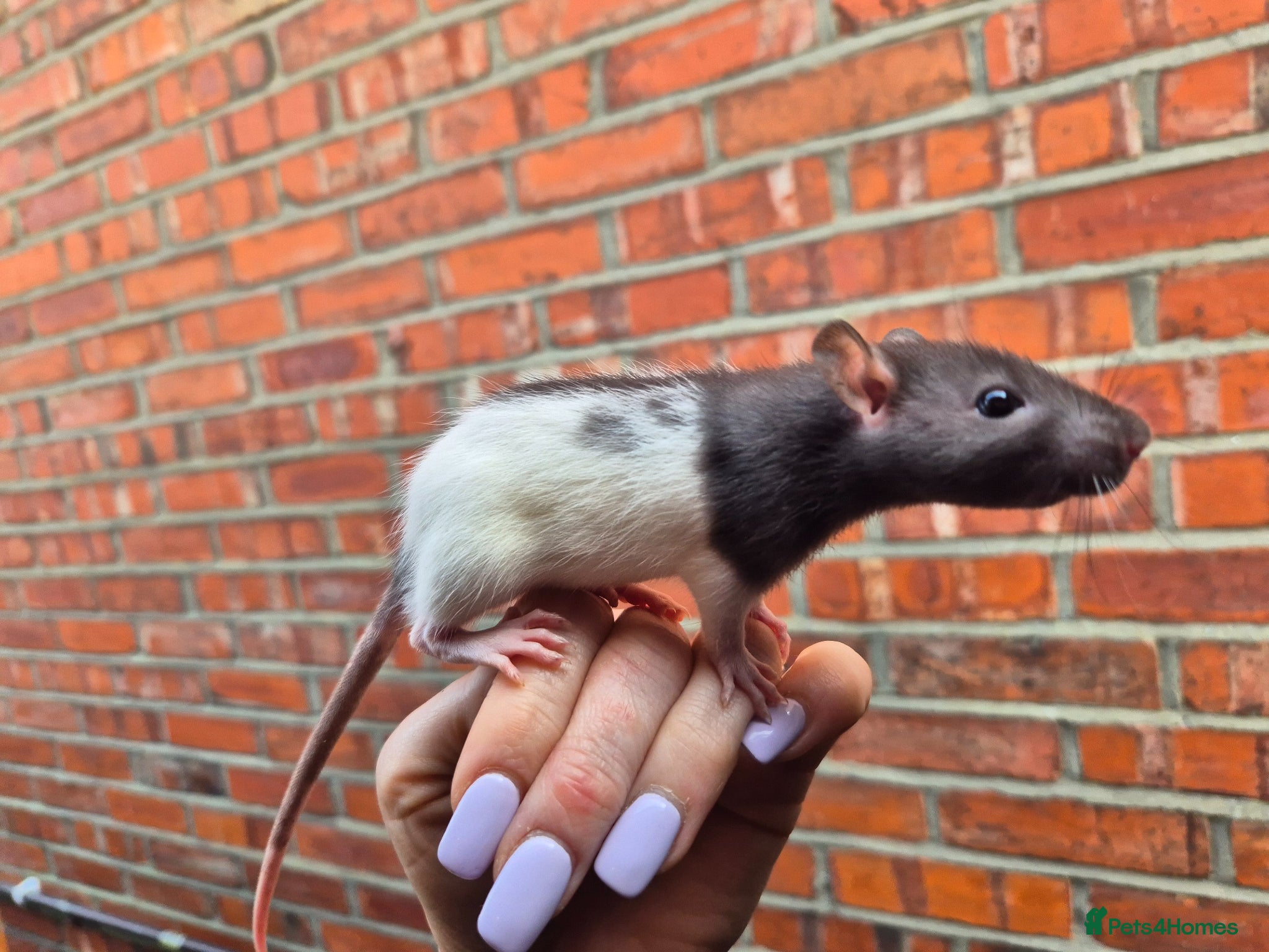 Rat rodents Male and female rats - Advert 4