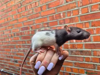 Rat rodents Male and female rats - Advert 4