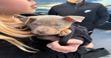 American Bully dogs Pocket bully puppies  - Advert 10