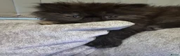 Persian cats for sale: Rare coloured Persian kitten ready to leave - Advert 7