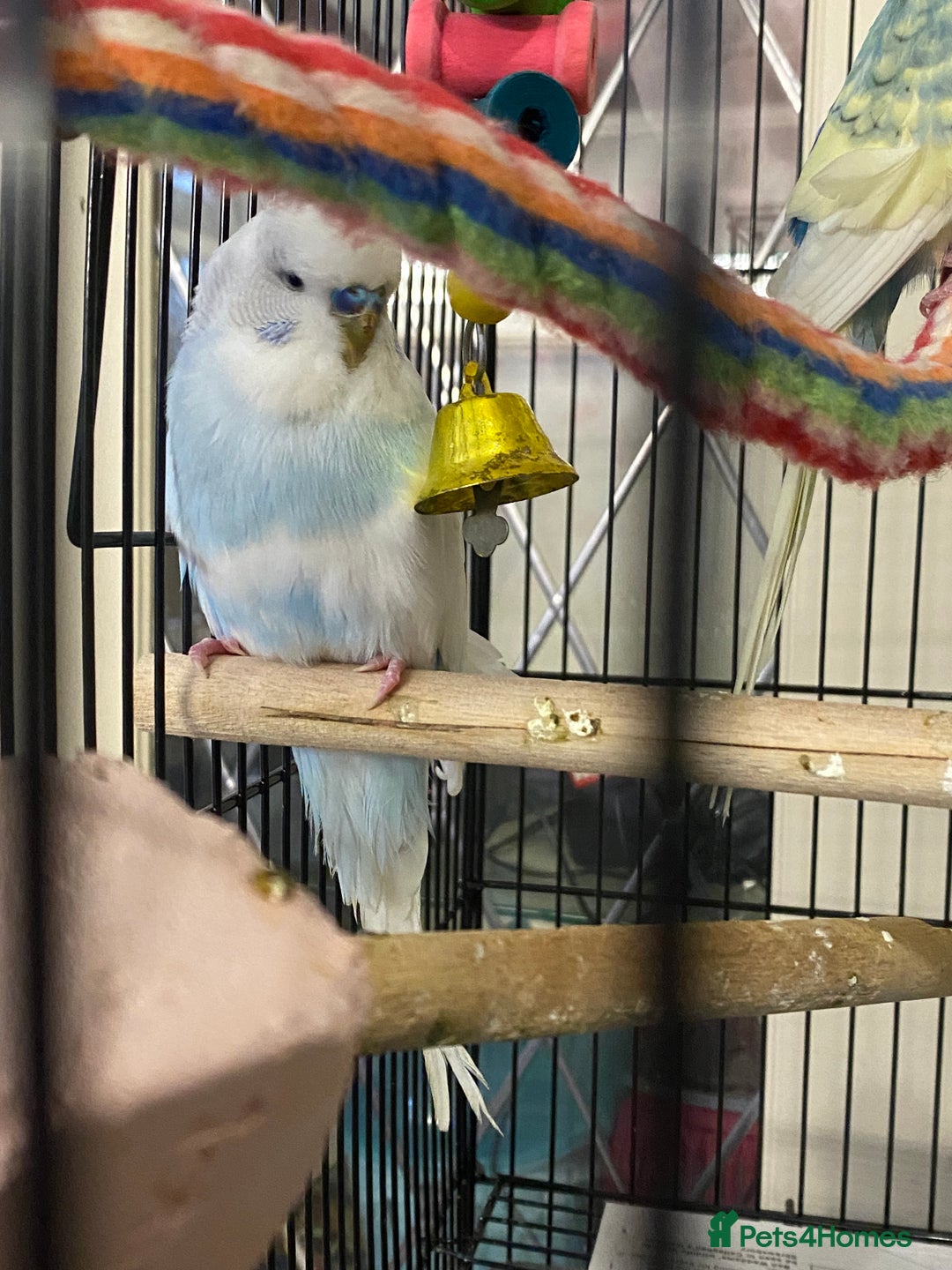 Budgerigars birds for sale: Beautiful budgies , mixed colours incl rainbow  - Advert 8