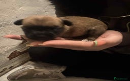 Chihuahua dogs for sale: Chihuahua girl pups  - Image 19