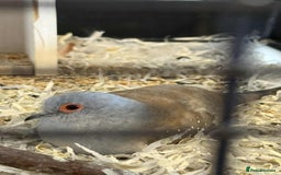 Doves birds for sale: 2 Diamond Doves - Image 3