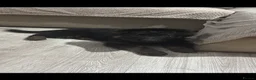 German Shepherd dogs for sale: Long Hair German Shepherd Puppies  in Castleford - Advert 3