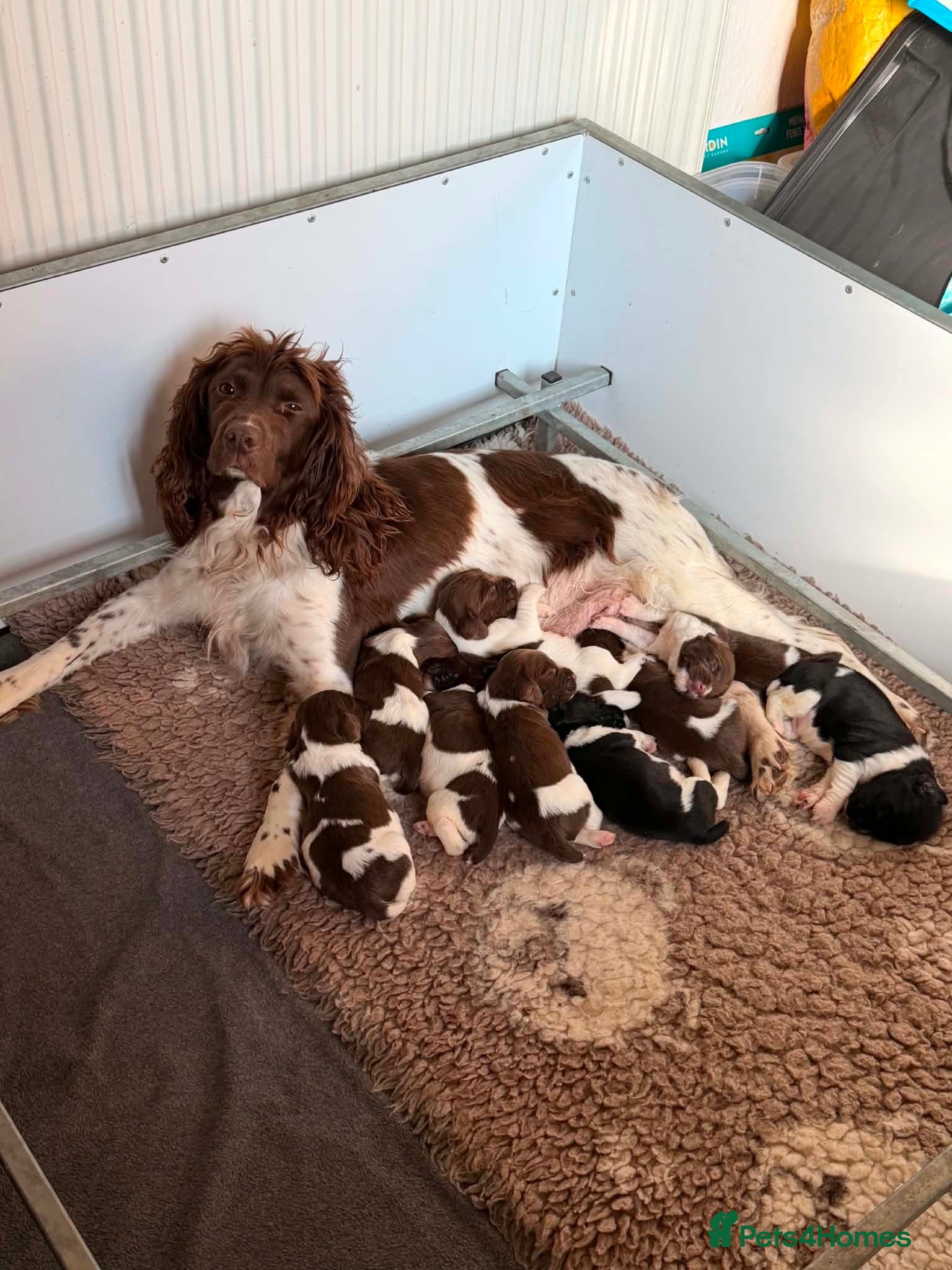 English Springer Spaniel dogs Beautiful Springer Spaniel Puppies  - Advert 1