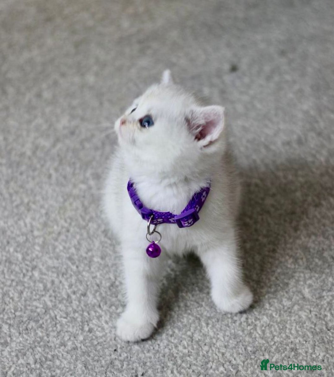 British Shorthair cats for sale: White British Shorthair Kittens – Rare Green Eyes - Advert 12