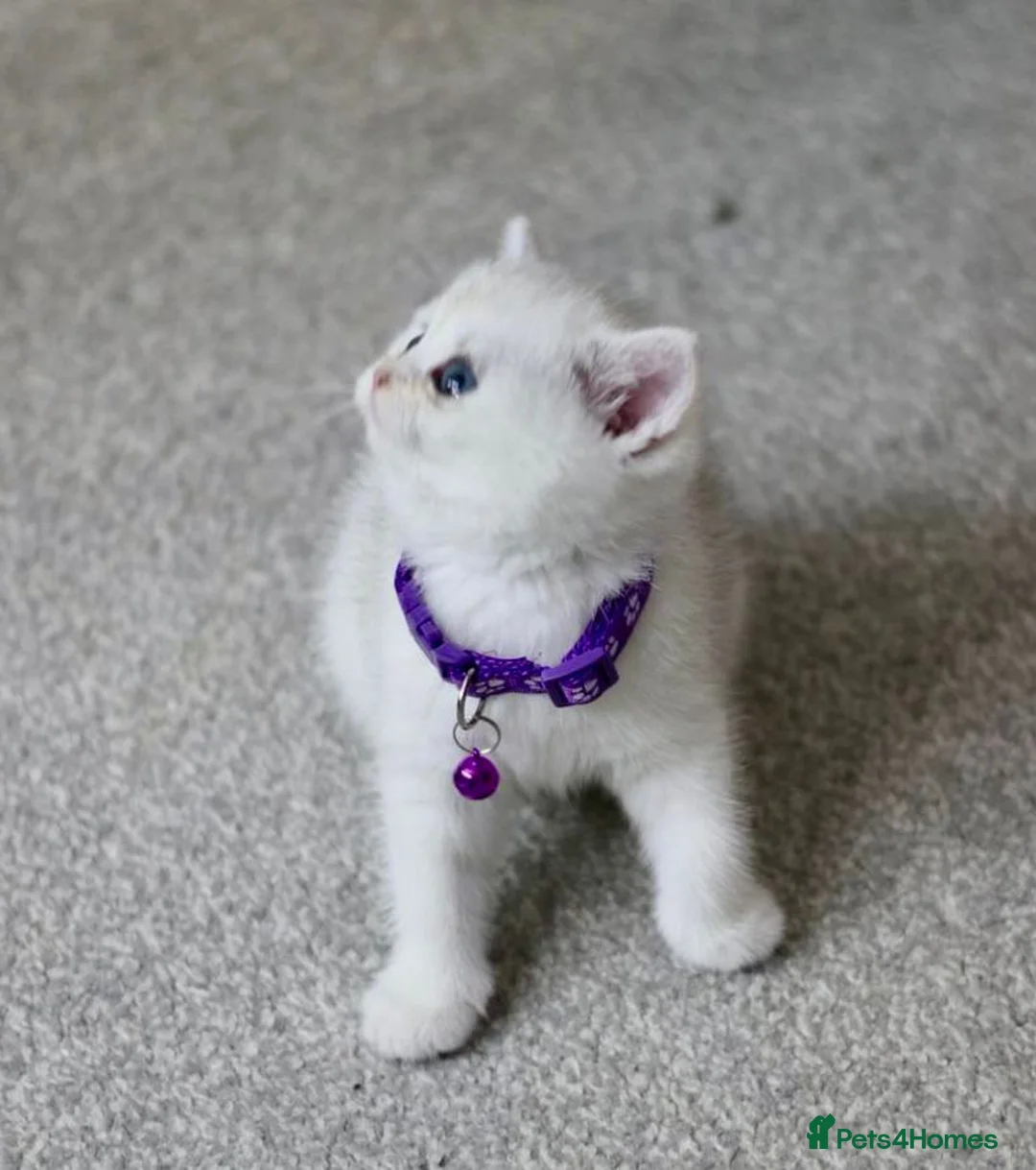 British Shorthair cats for sale: White British Shorthair Kittens – Rare Green Eyes - Advert 12