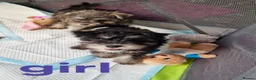 Miniature Schnauzer dogs for sale: 3 beautiful puppies left  - Advert 3