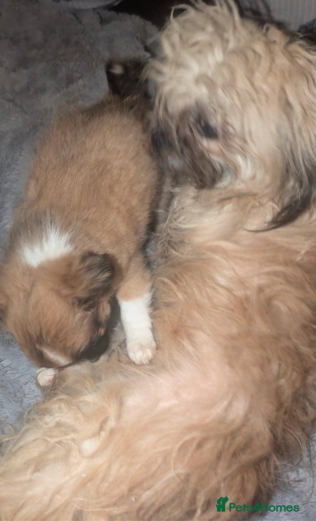 Cava Tzu dogs for sale: 3 cav tzu pups 9 week old - Advert 1