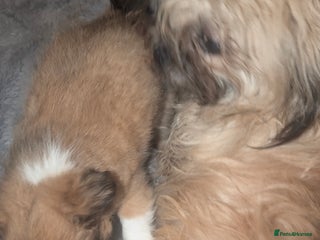 Cava Tzu dogs 3 cav tzu pups 9 week old - Advert 1
