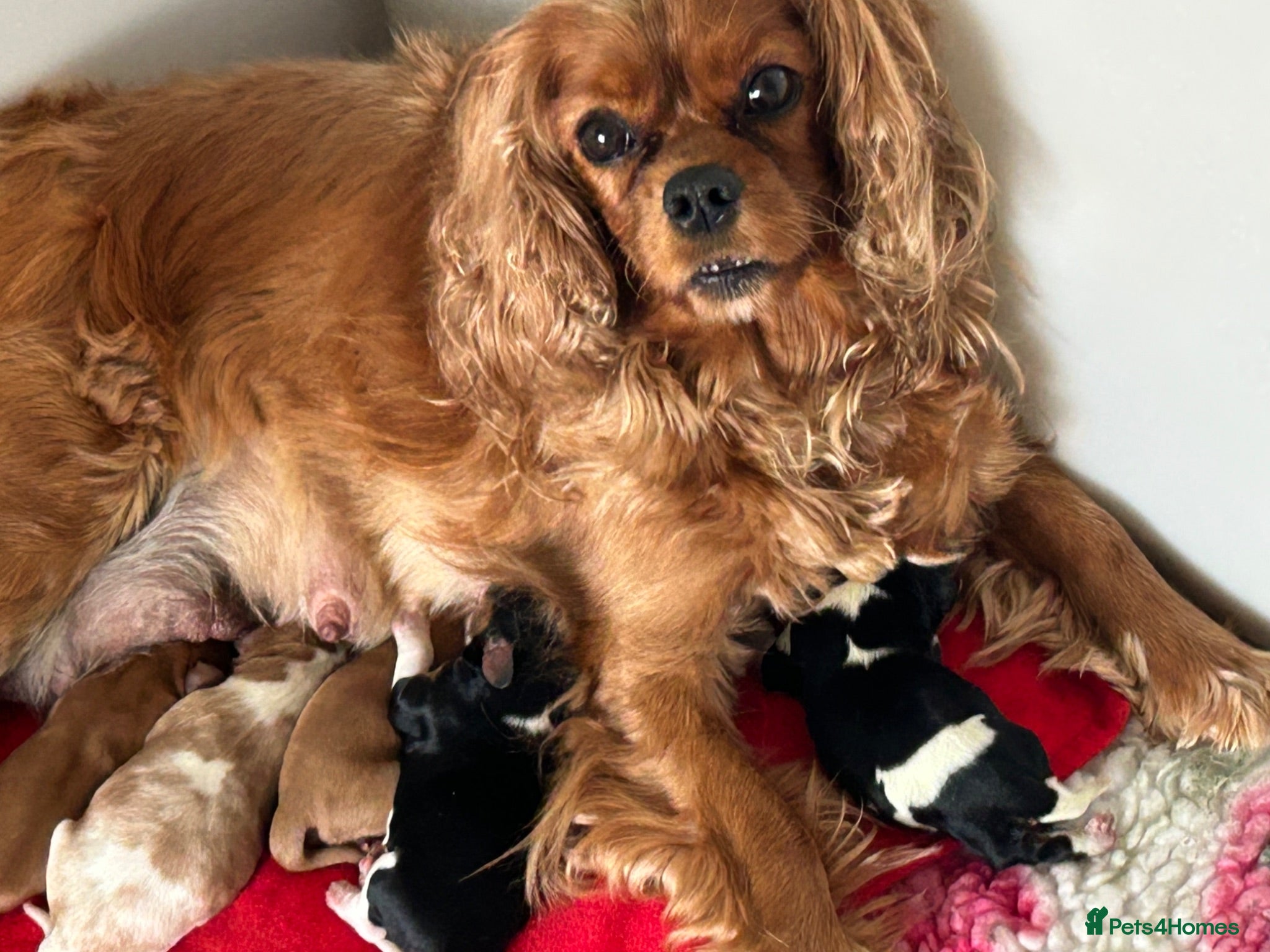 Cavalier King Charles Spaniel dogs Tricolour and ruby boys  - Advert 1