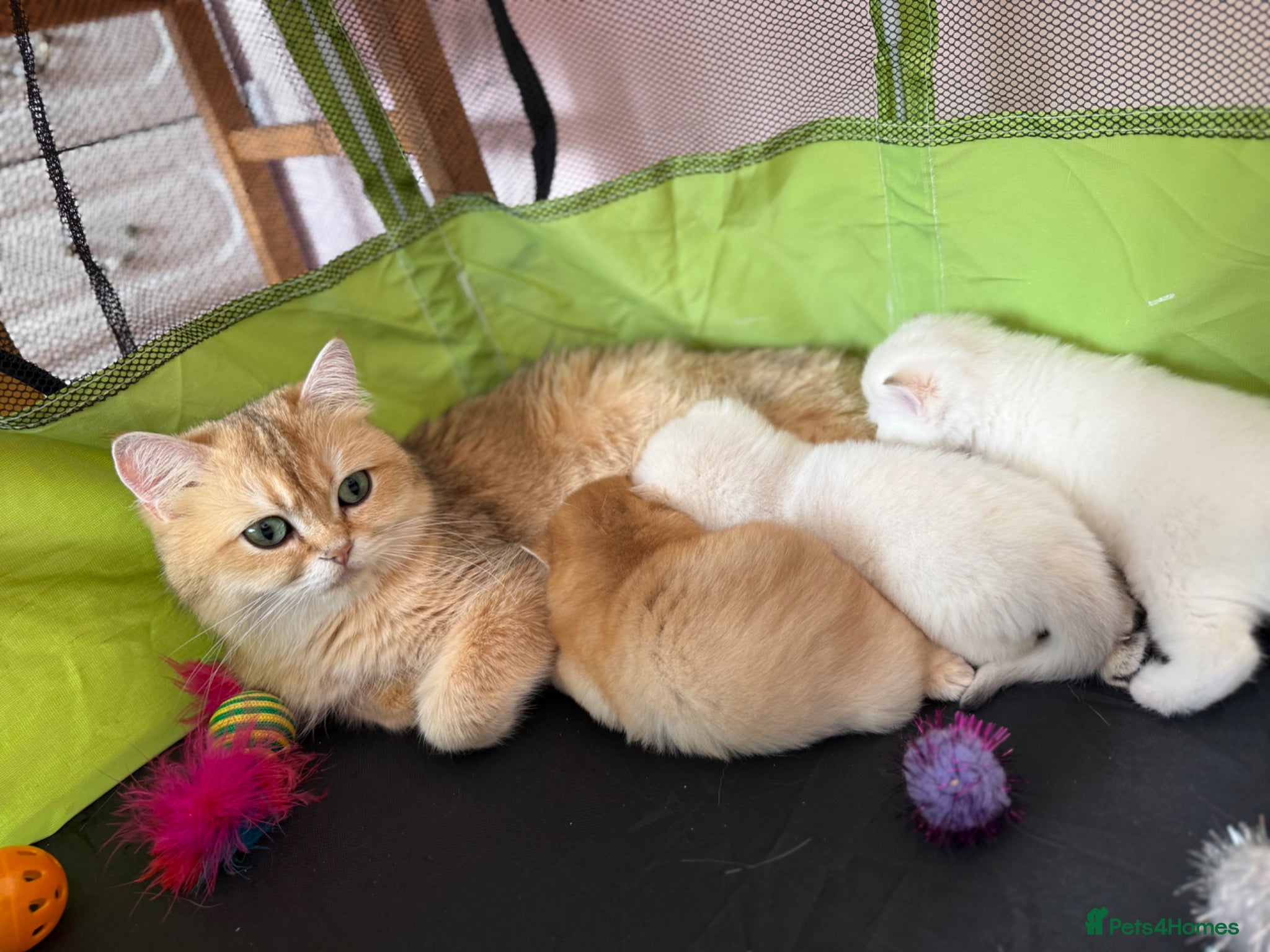 British Shorthair cats Golden British Shorthair Kittens – Reservation - Advert 1