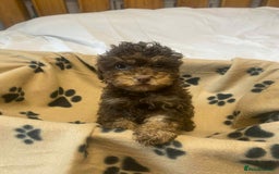 Cockapoo dogs for sale: Gorgeous litter of F1b cockapoos - Advert 2
