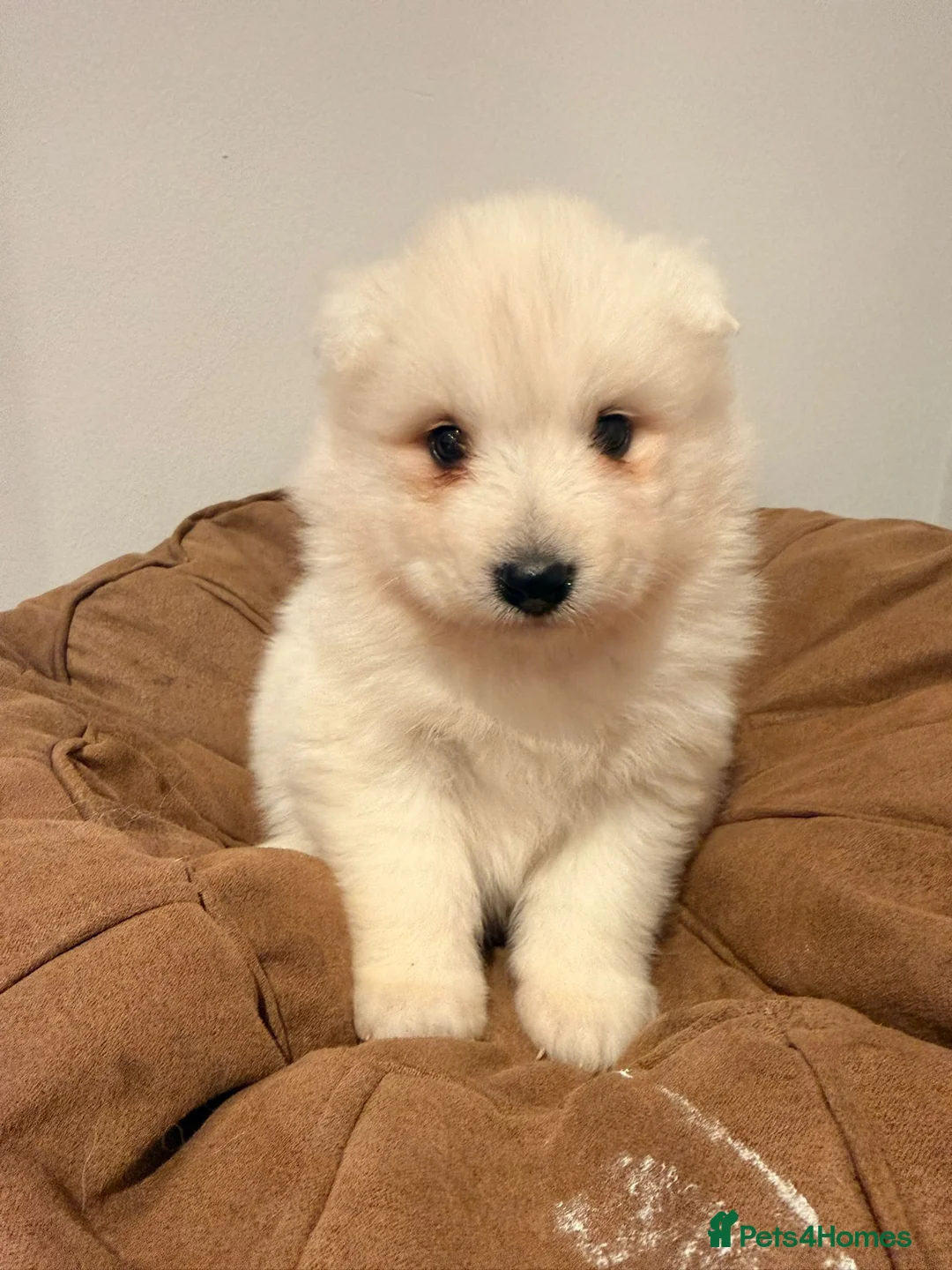 Samoyed dogs for sale: Samoyed Puppies for Sale - Advert 4