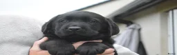Labrador Retriever dogs for sale: Stunning Puppies From Show Winning Parents - Advert 26