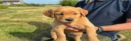 Golden Retriever dogs for sale: GOLDEN RETRIEVERS in Wisbech - Advert 4