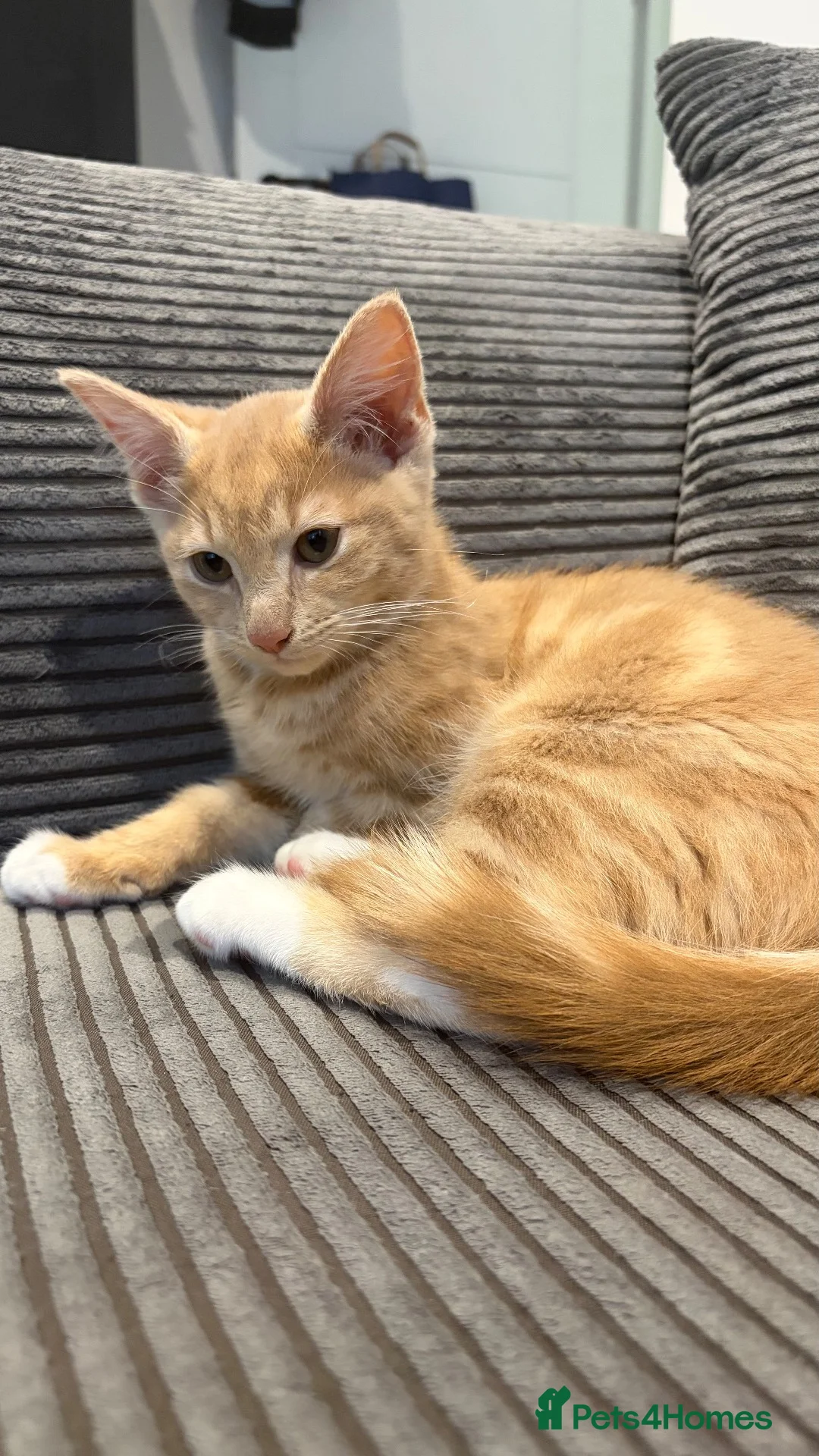 Domestic Shorthair cats for sale: 2 cream boys with all belongings  - Advert 19