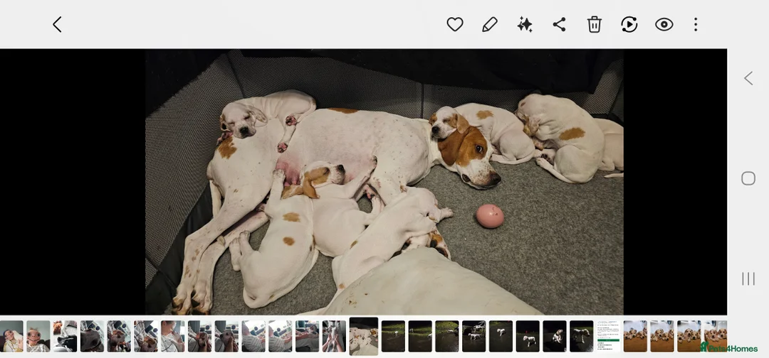 Pointer dogs for sale: Quality Pointer puppies - Advert 2