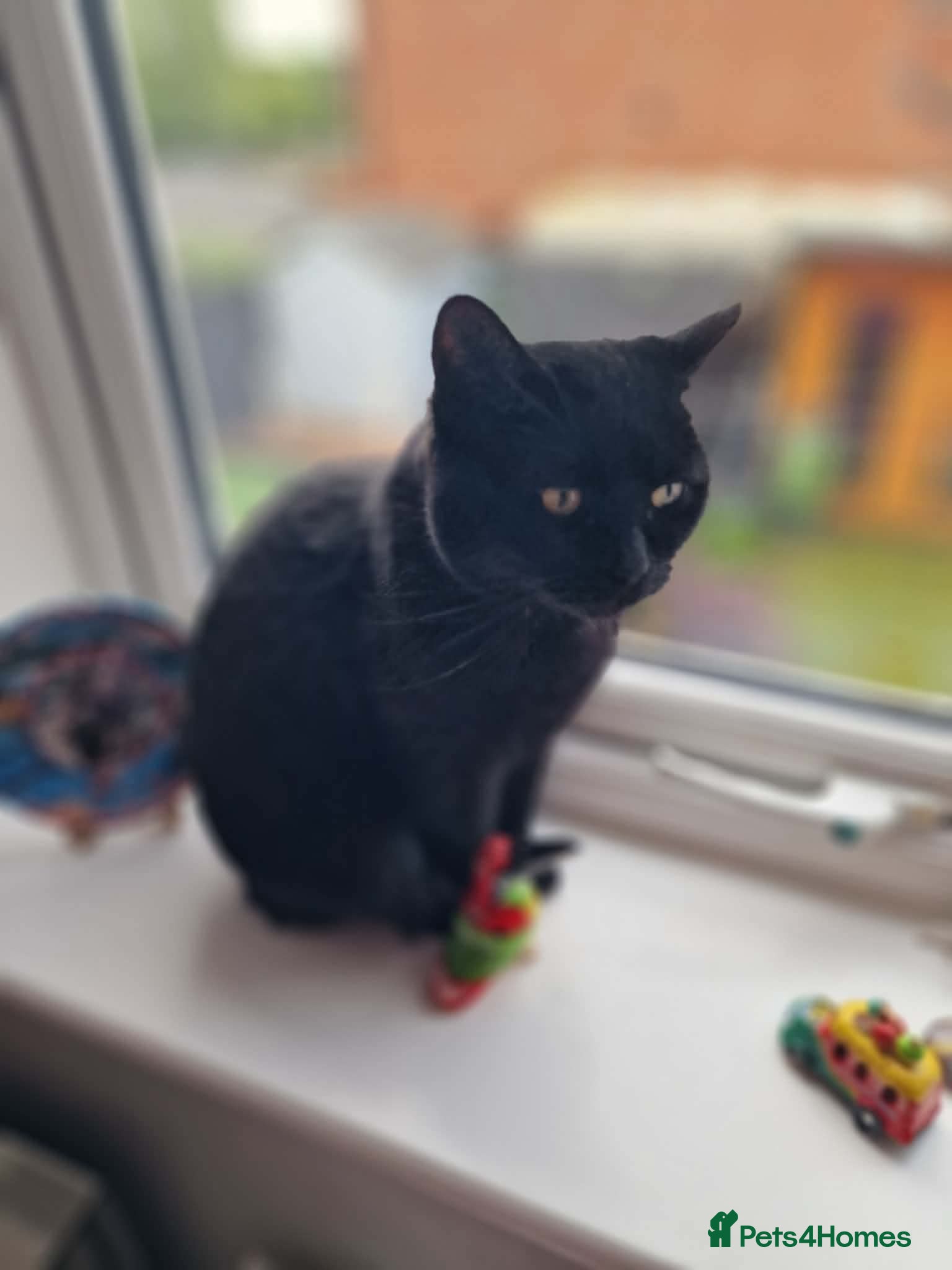 Mixed Breed cats Luna needs a loving home  - Advert 1