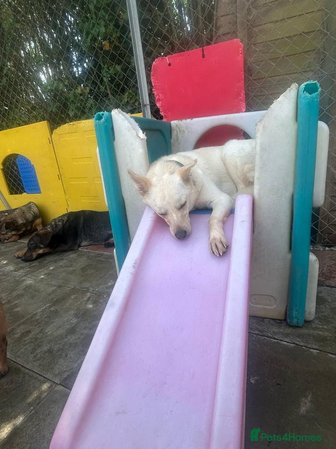 Mixed Breed dogs for adoption: Buddy - Norwich Norfolk  - Image 6