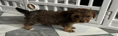 Cockapoo Puppy 6