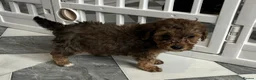 Cockapoo dogs for sale: F1b merle cockapoo  in Bicester - Advert 24