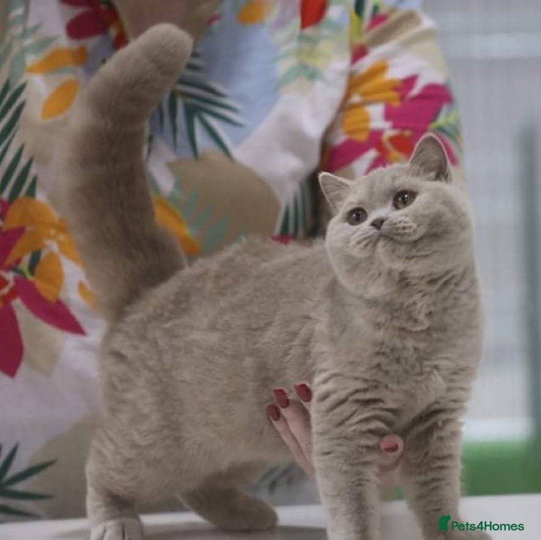 British Shorthair cats for sale: Lilac Tortie British Shorthair Female - Advert 1