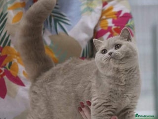 British Shorthair cats - Advert 2