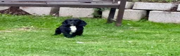 Sprocker dogs for sale: Two Black Sprockers - Advert 18