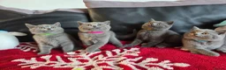 British Shorthair cats for sale: Beautiful British Shorthair kittens - Advert 31