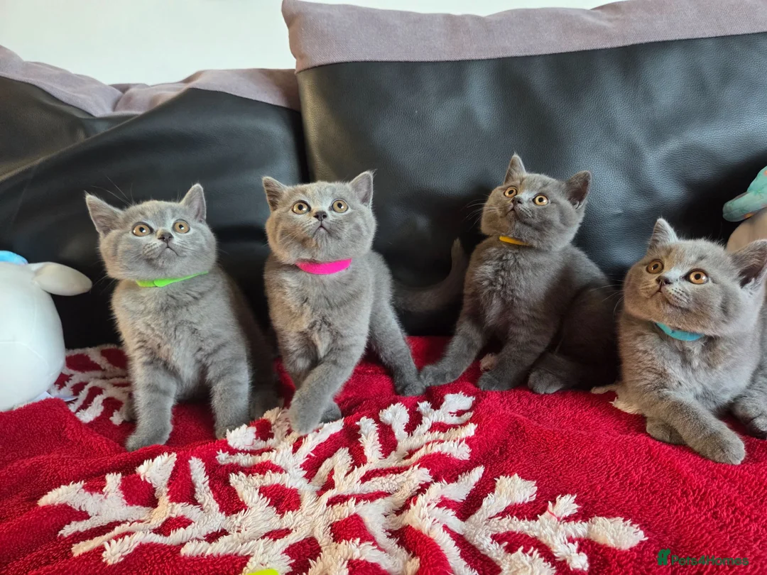 British Shorthair cats for sale: Beautiful British Shorthair kittens - Advert 31