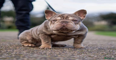 French Bulldog dogs FOR STUD! Isabella and Tan French Bulldog - Advert 2