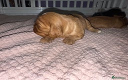 Cavalier King Charles Spaniel dogs for sale: Ruby boys kc cavalier King Charles puppies  - Image 40