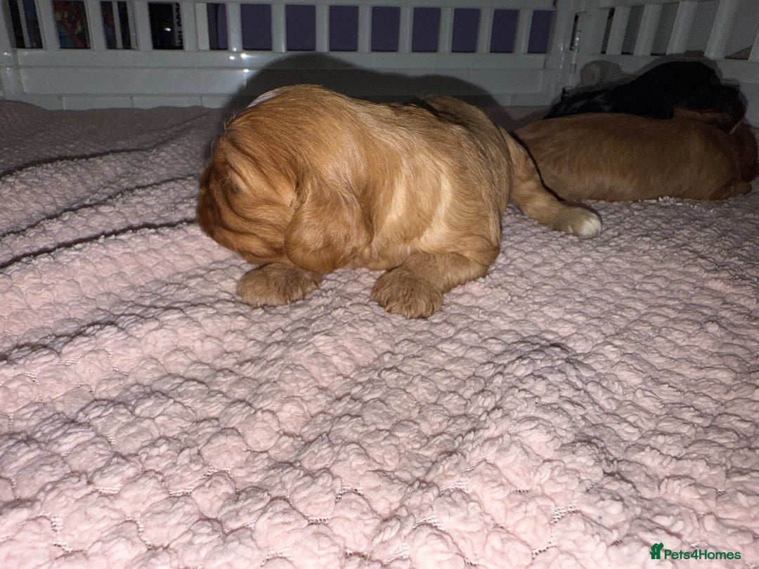 Cavalier King Charles Spaniel dogs for sale: Ruby boys kc cavalier King Charles puppies  - Image 40