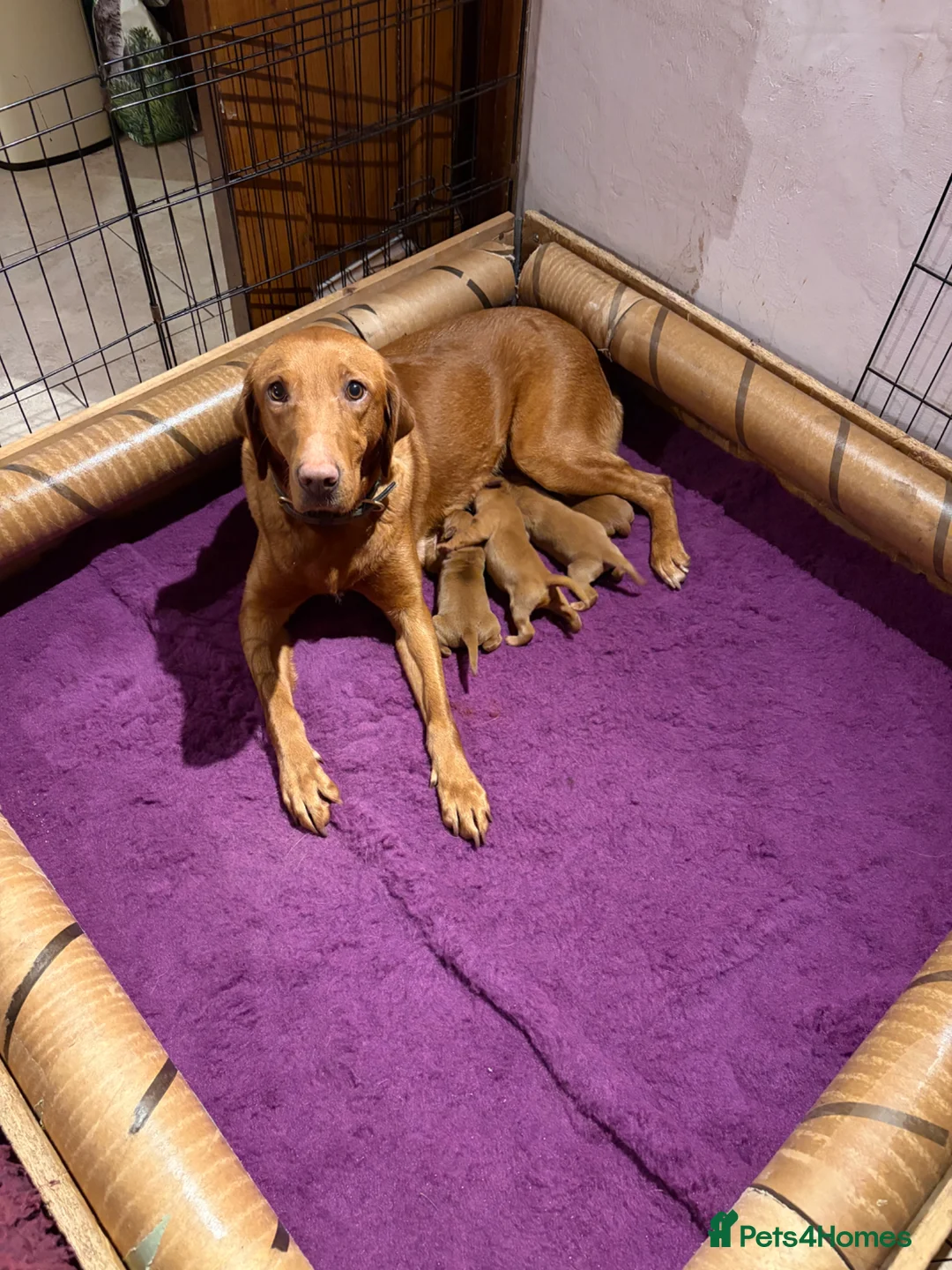 Labrador Retriever dogs for sale: Health Tested Fox Red Labrador Puppies - Advert 2