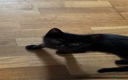 Persian cats for sale: Male Half Persian Kitten  - Image 2