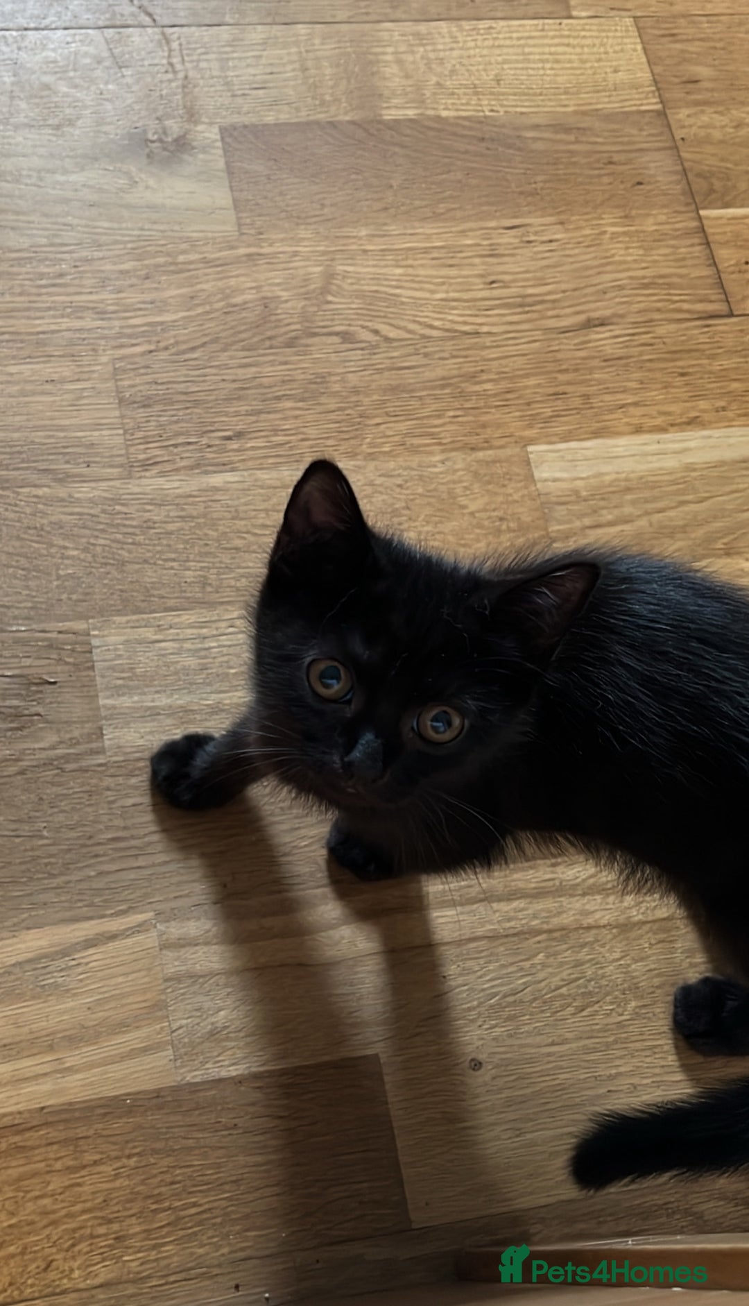 Persian cats for sale: Male Half Persian Kitten  - Image 2