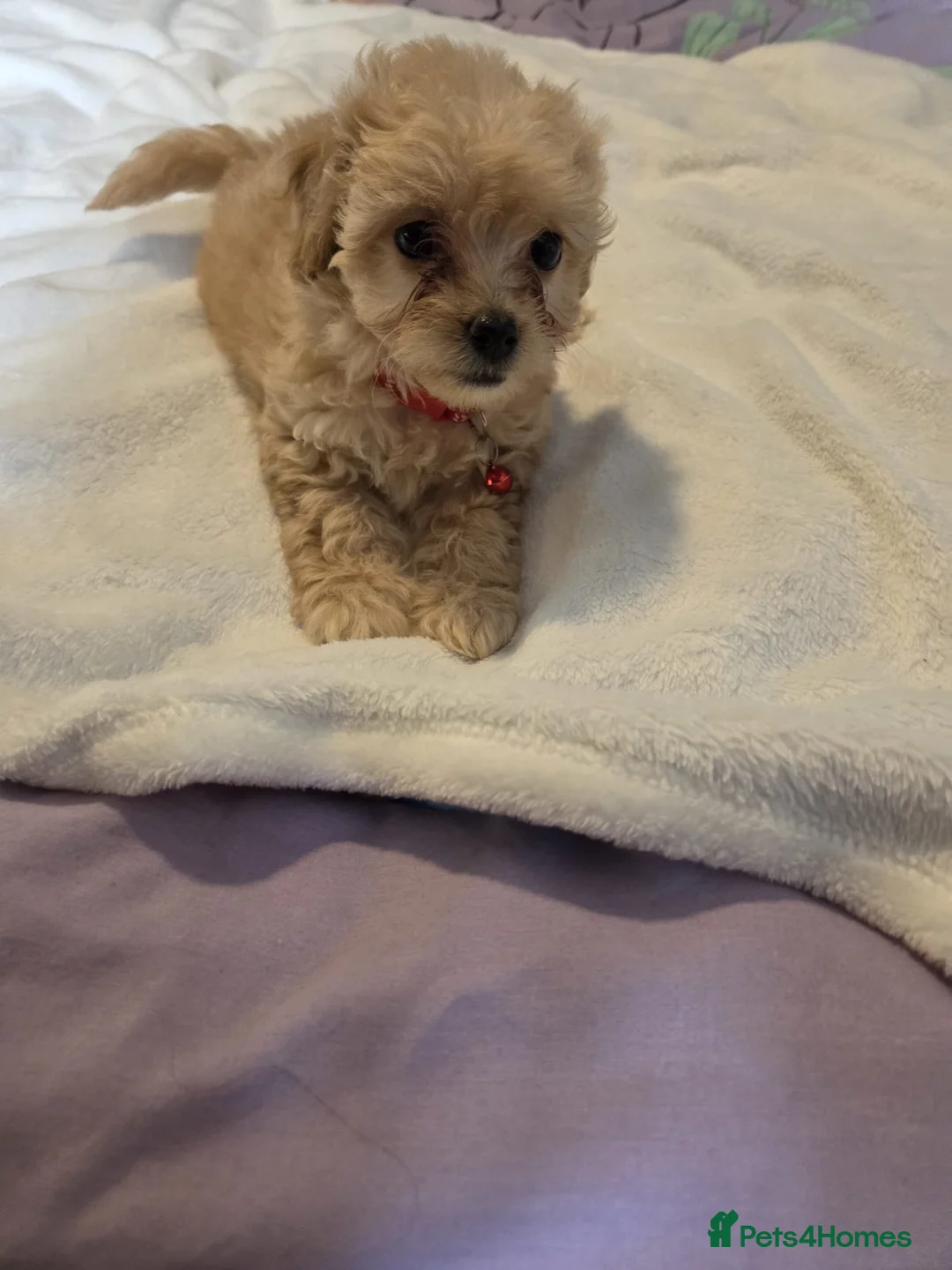 Chipoo dogs for sale: Miniature poodles x long hair chihuahuas  in Leicester - Advert 2