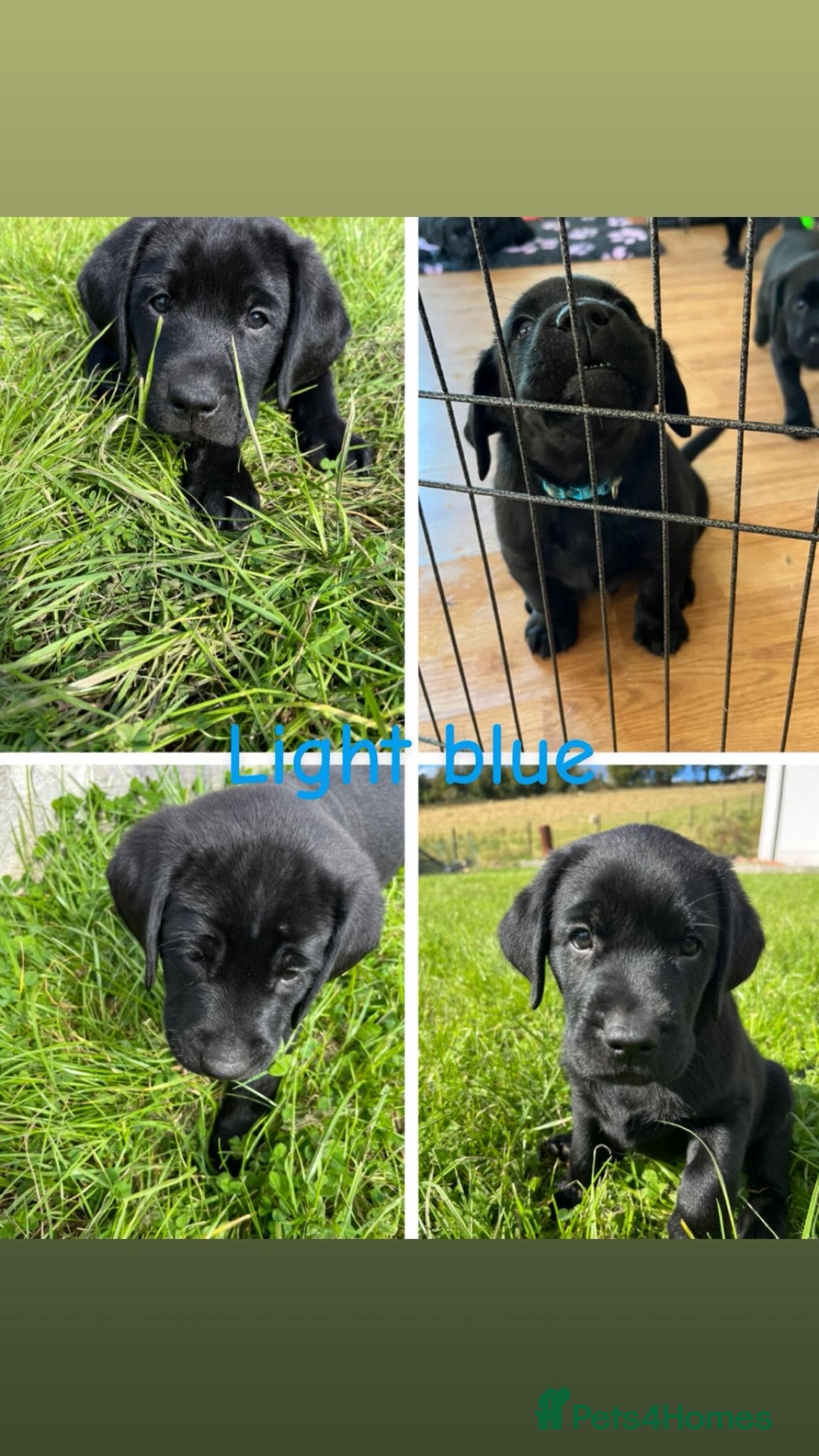 Labrador Retriever dogs for sale: 10 Beautiful black Labrador puppies - Image 36