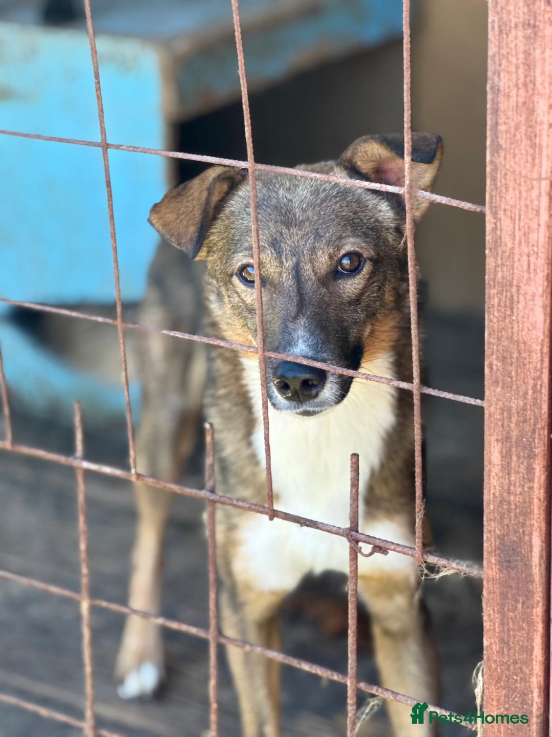 Mixed Breed dogs for adoption: SOMA - a Lovely young Boy, for a Loving Home - Image 2