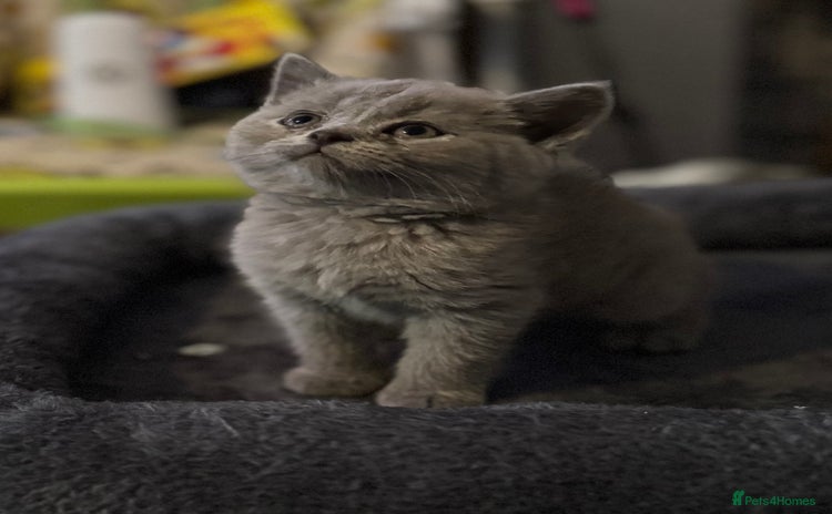 British Shorthair cats - Advert 1