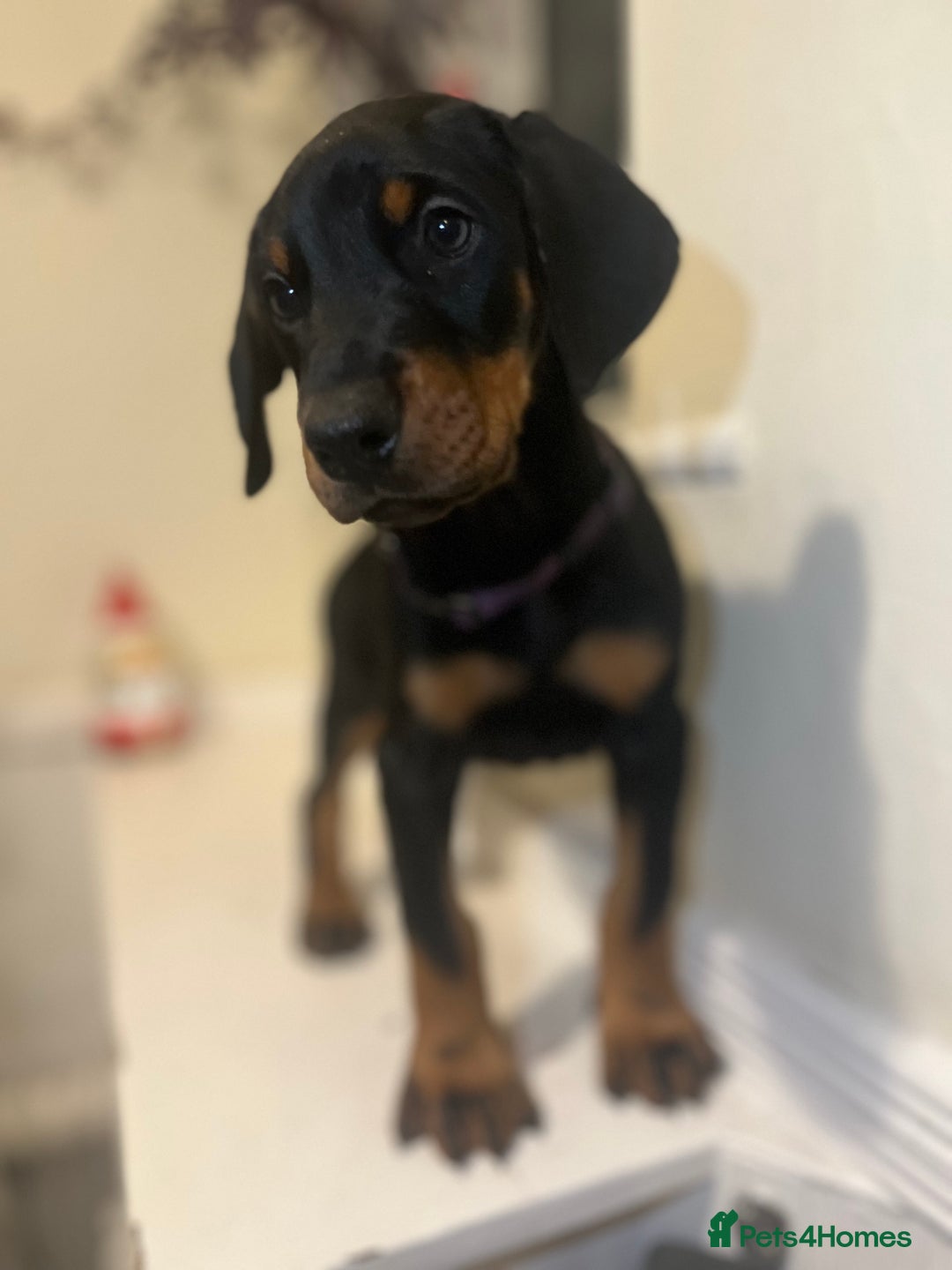 Dobermann dogs for sale: 🏆Supreme Dobermanns - Where Excellence Begins 🏆 - Advert 11