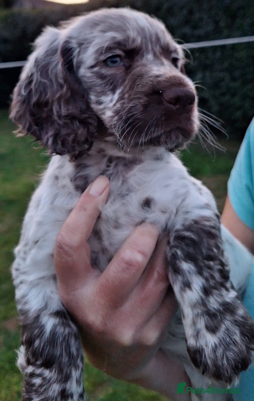 Cocker Spaniel dogs for sale: Working Cocker Spaniel Puppies  - Image 19
