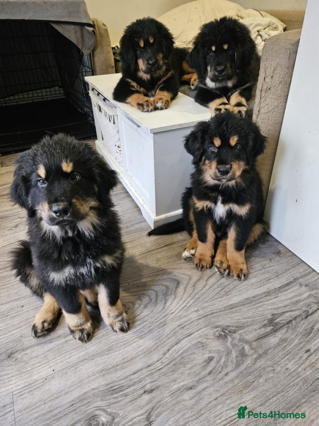 Tibetan Mastiff dogs for sale: Tibetan mastiff puppies  - Advert 9